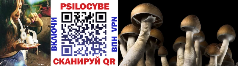 Купить где  Стрежевой  Псилоцибиновые грибы Psilocybine cubensis 